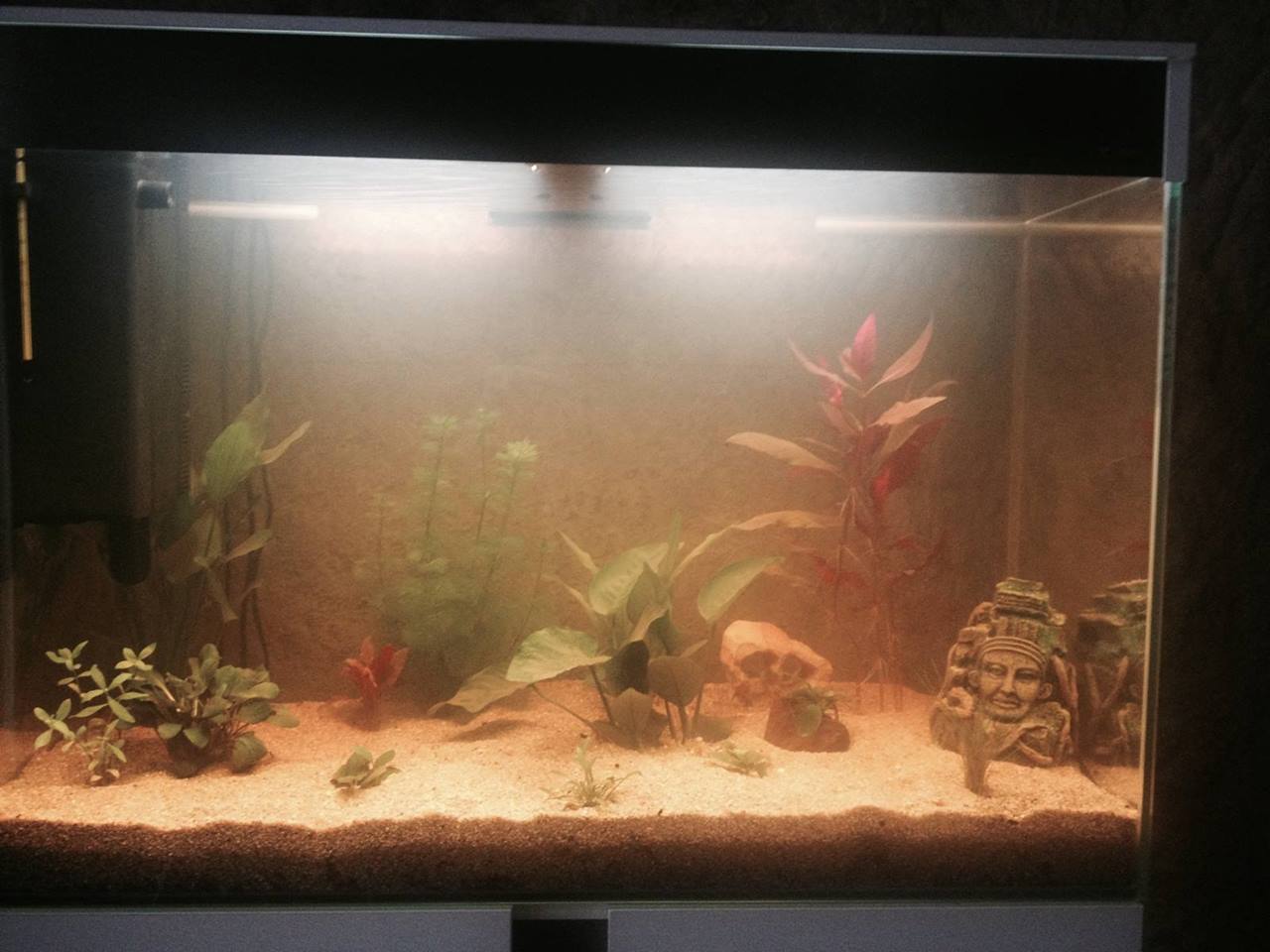 Problème eau trouble forum aquarium