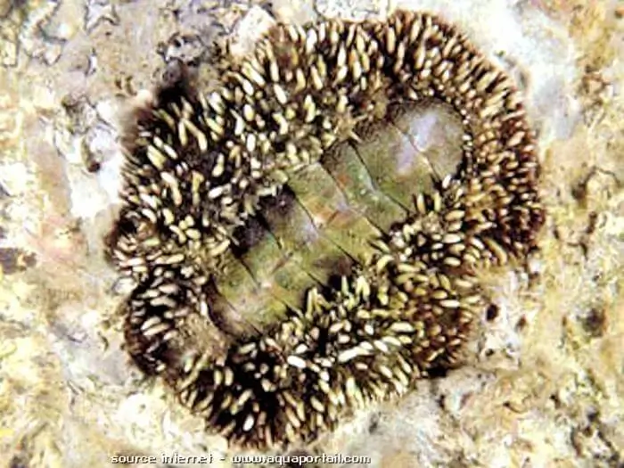 acanthopleura gemmata