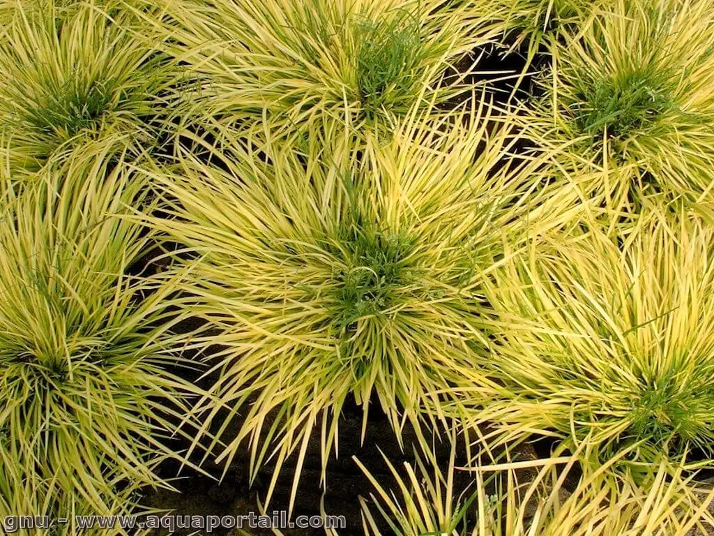 Acorus gramineus