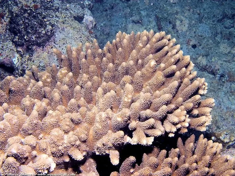 Acropora abrotanoides