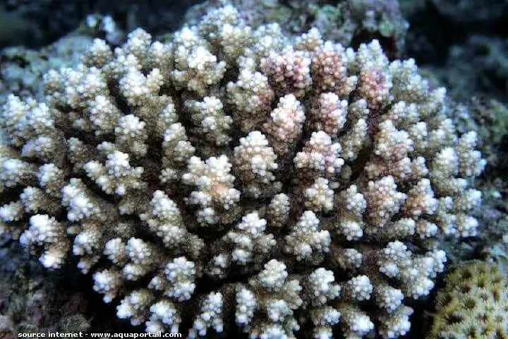 Acropora brueggemanni