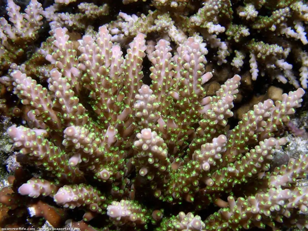 Acropora cerealis