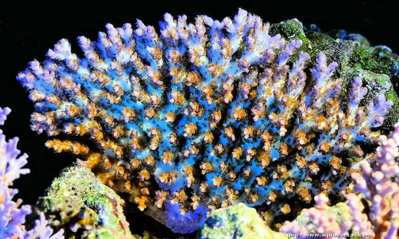 Acropora desalwii