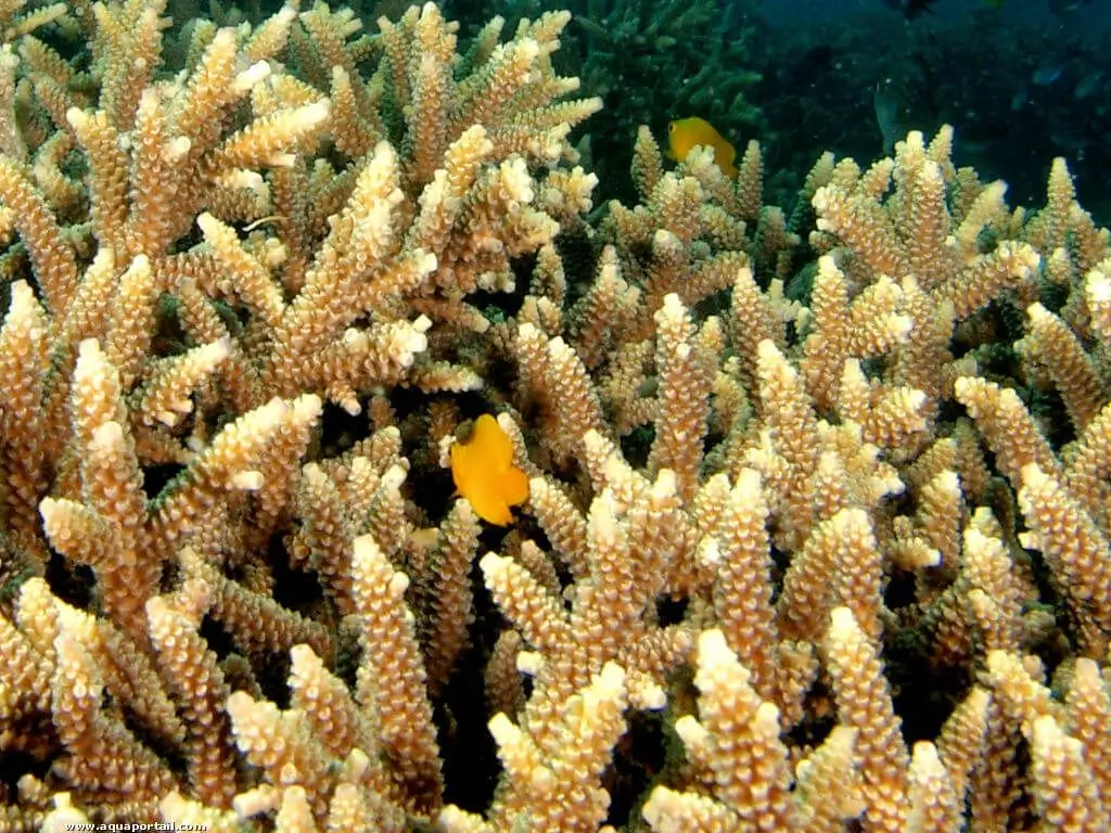 Acropora grandis