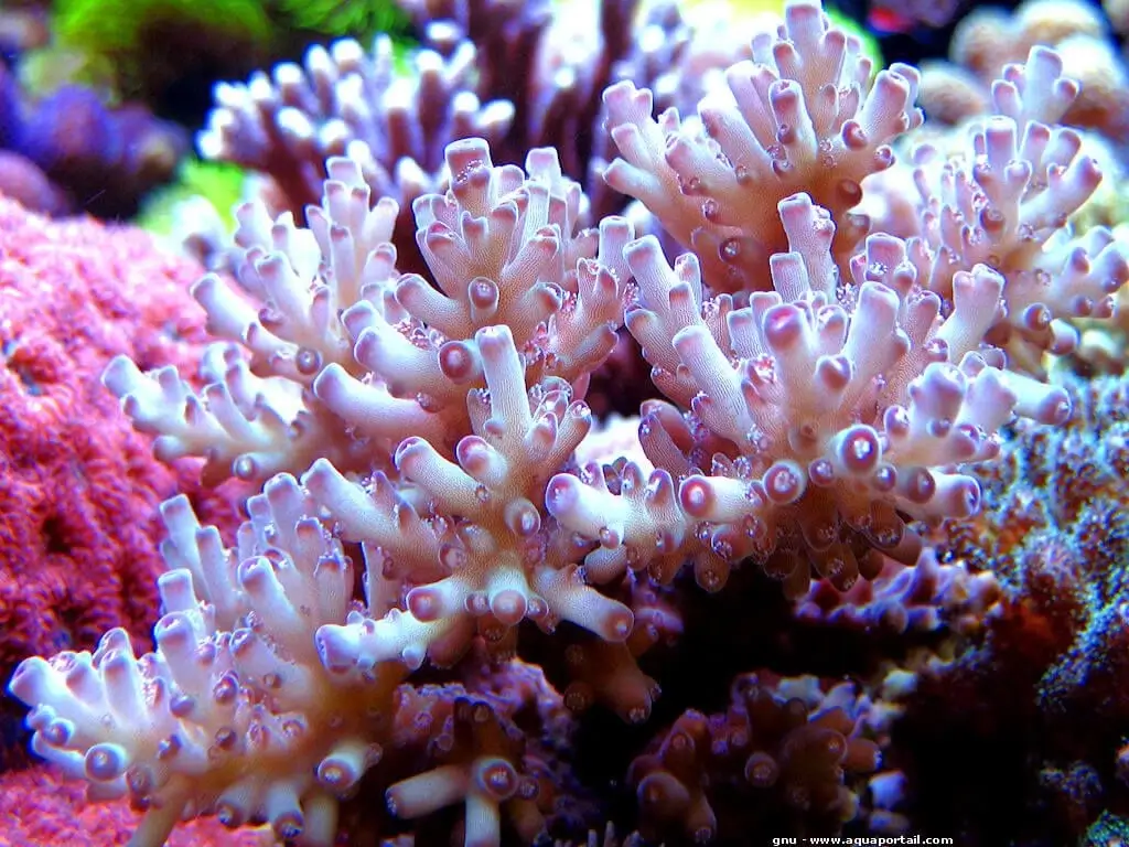 Acropora granulosa