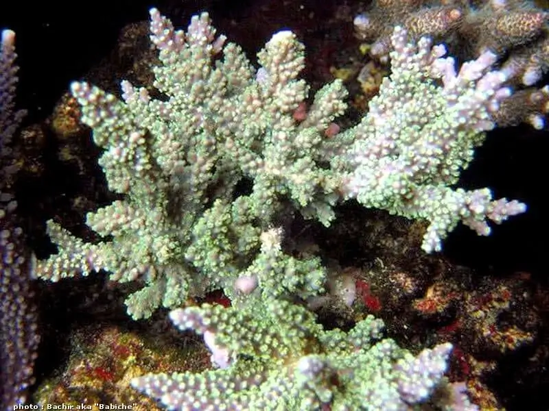 Acropora horrida