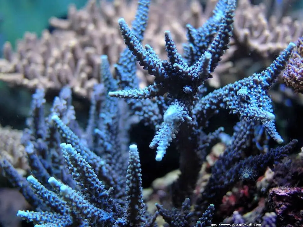Acropora loisetteae