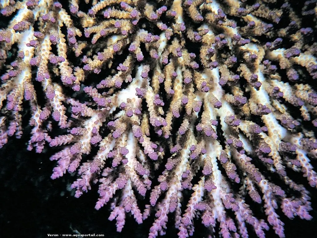 Acropora plana