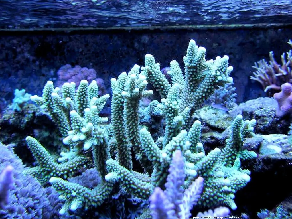 Acropora pulchra