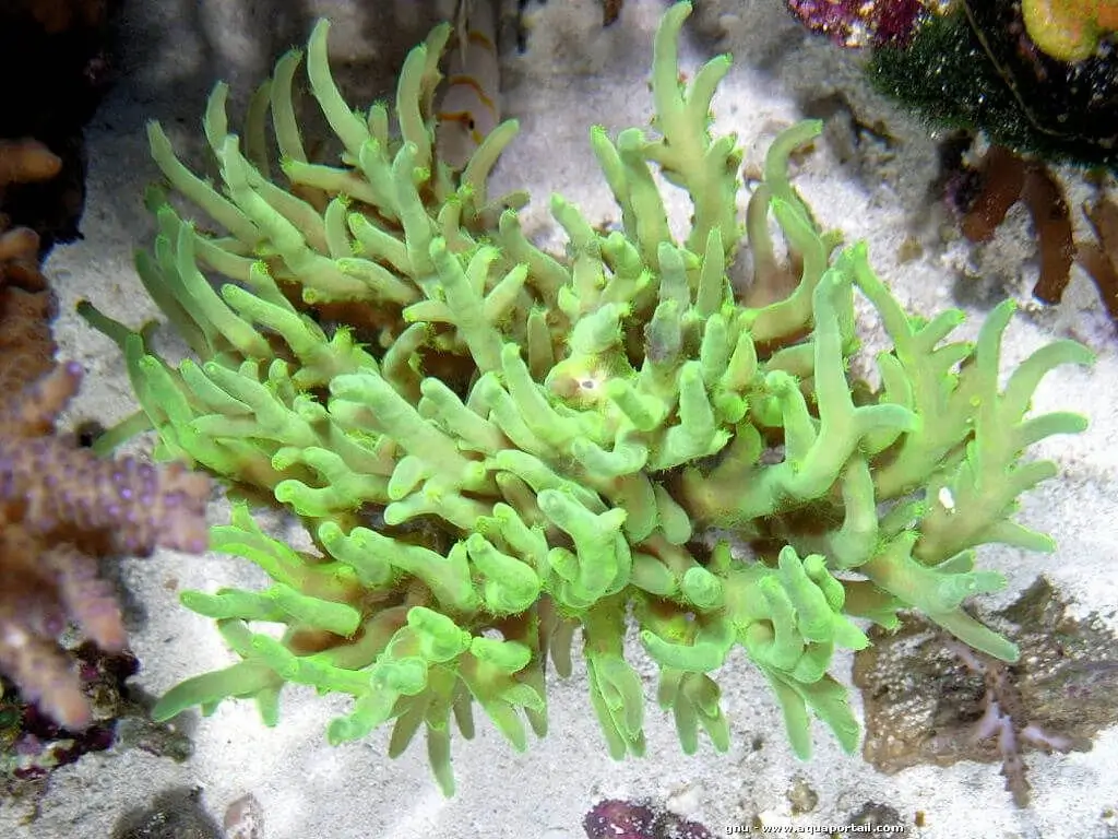 Acropora suharsonoi