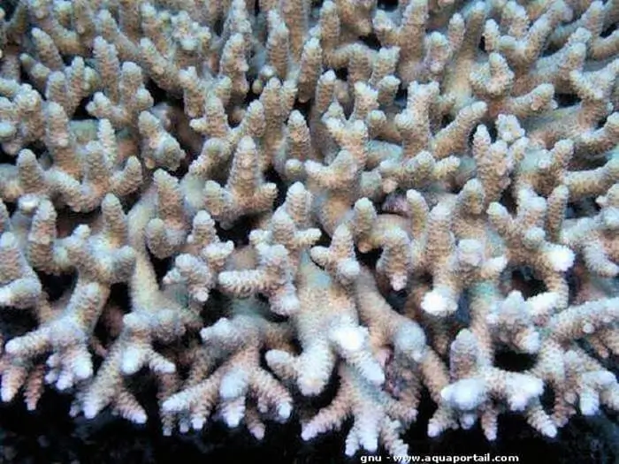Acropora valenciennesi
