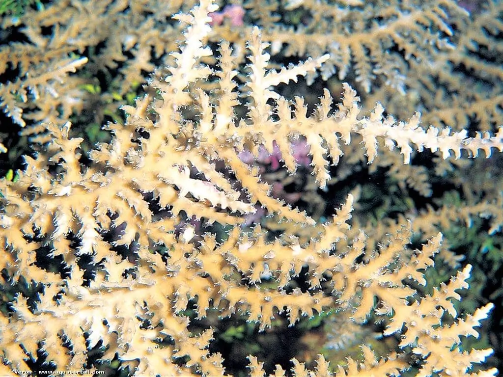 Acropora walindii