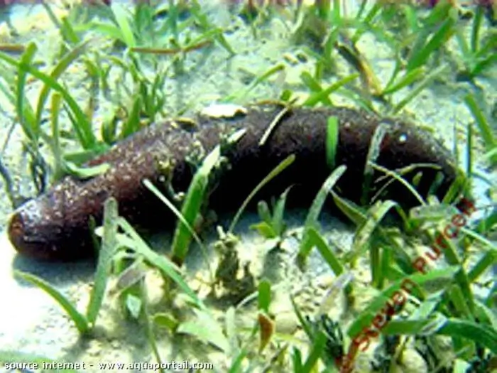 Actinopyga spinea