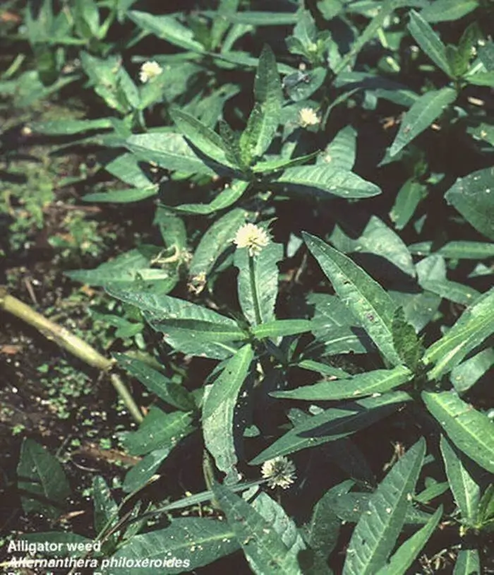 Alternanthera philoxeroides