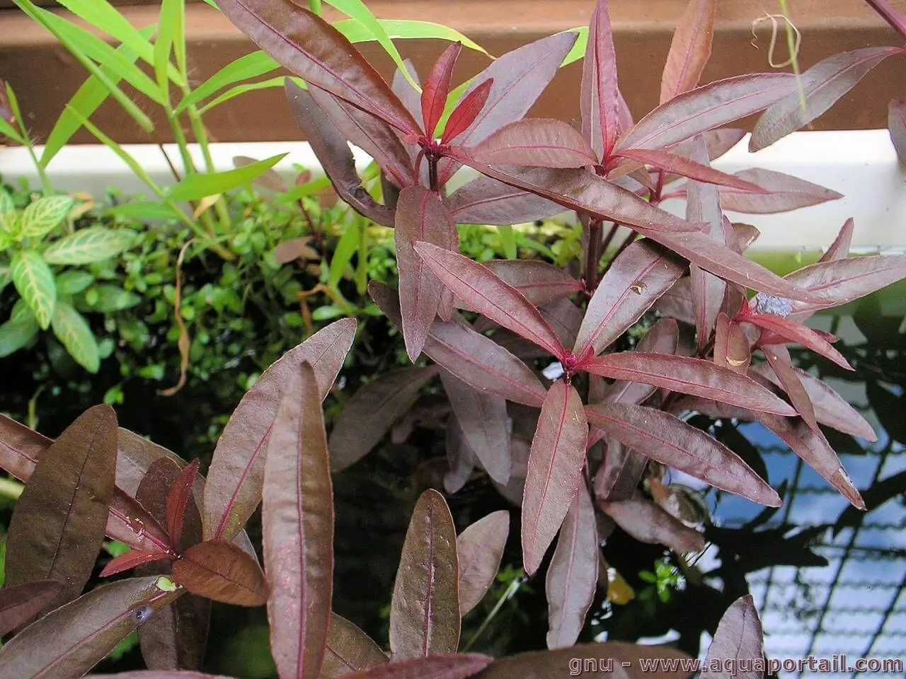 Alternanthera sessilis var. rubra