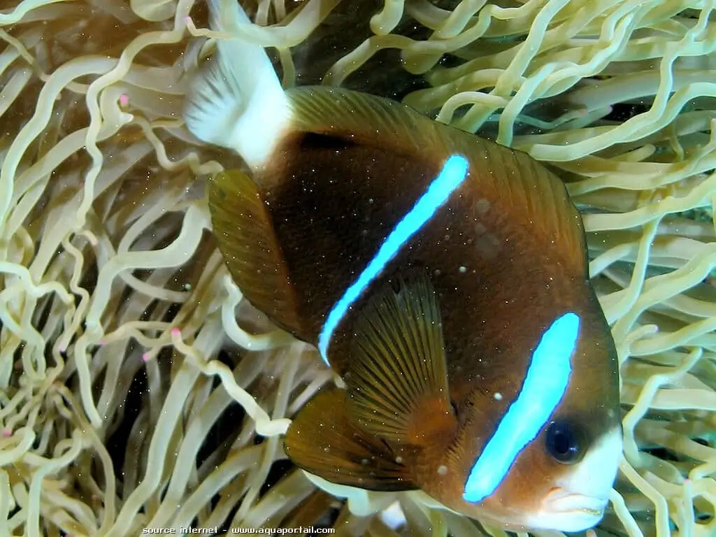 Amphiprion akindynos