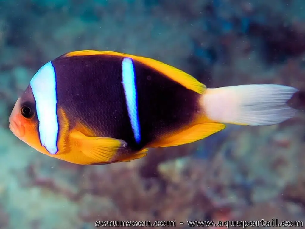 Amphiprion allardi
