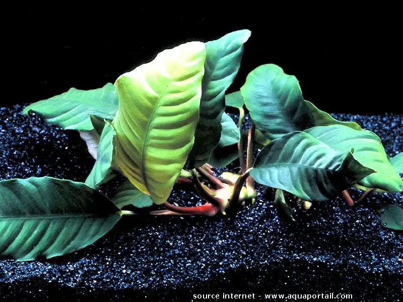 Anubias barteri var. Coffeefolia
