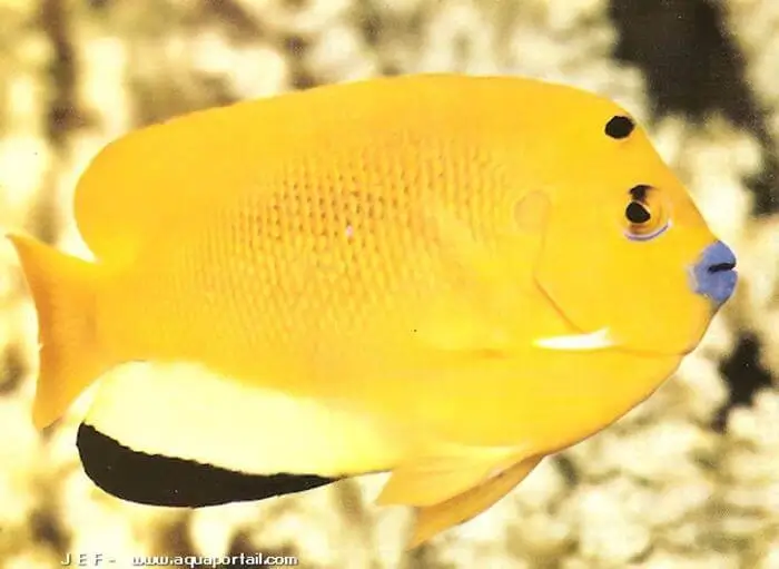 Apolemichthys Trimaculatus