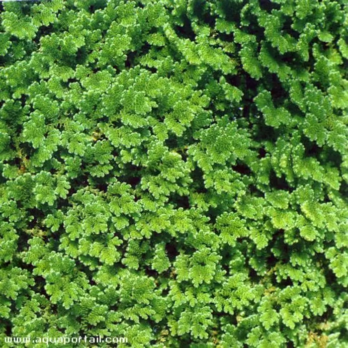 Azolla caroliniana