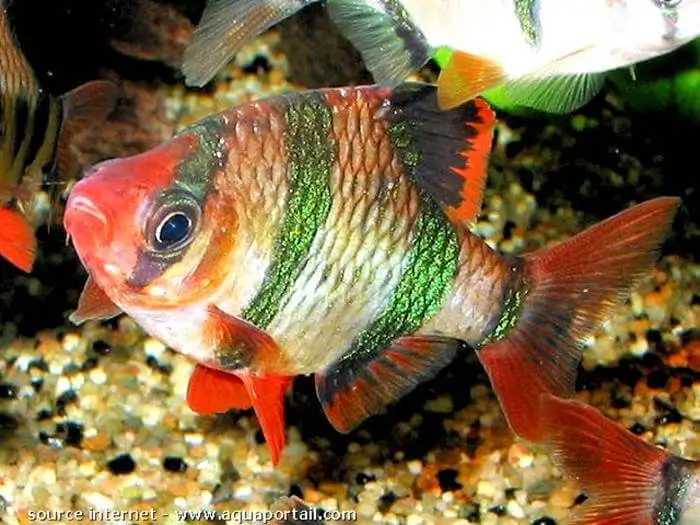 Barbus tetrazona
