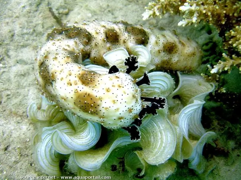 Bohadschia graeffei ssp. Pearsonothuria