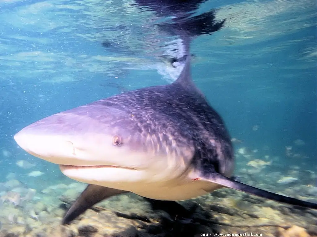 Carcharhinus leucas