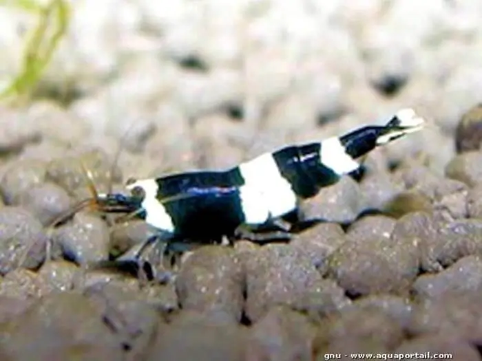 Caridina cantonensis var. Panda