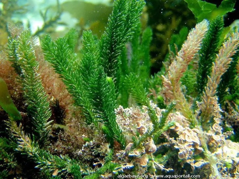 Caulerpa brownii