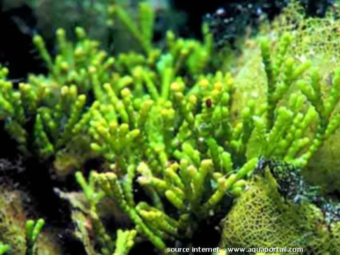 Caulerpa urvilliana