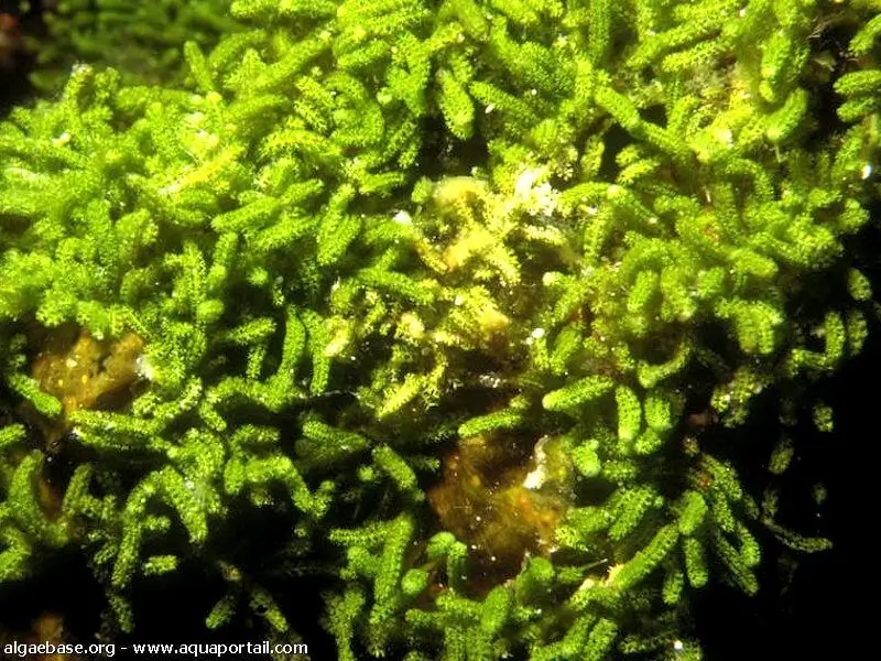 Caulerpa webbiana
