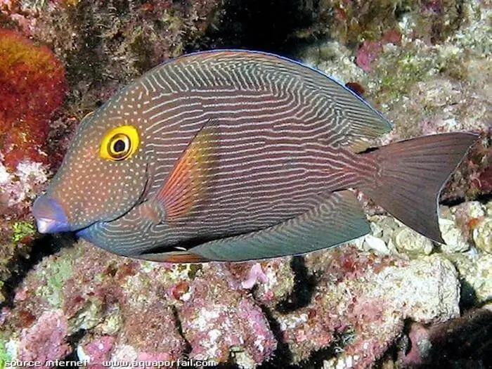 poisson chirurgien ctenochaetus
