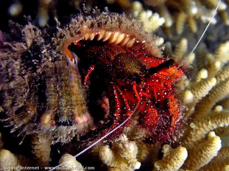 Dardanus megistos