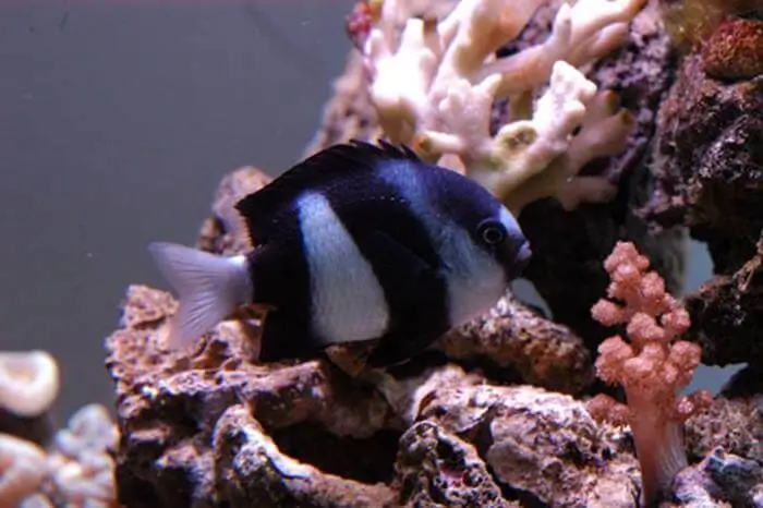 Dascyllus aruanus