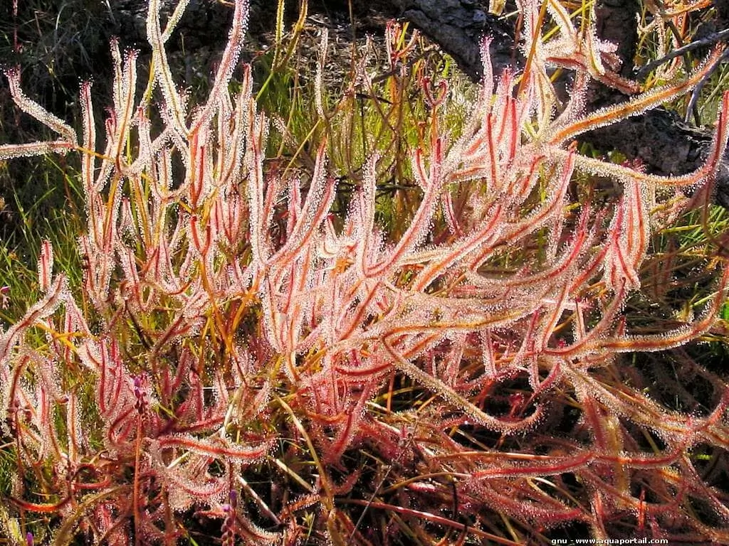 Drosera binata