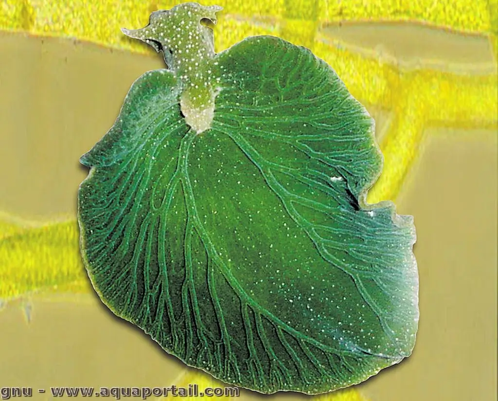 Elysia chlorotica