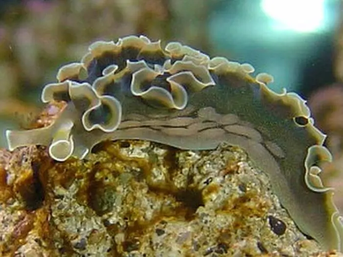 Elysia crispata