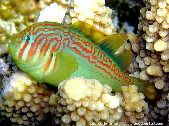 Gobiodon histrio