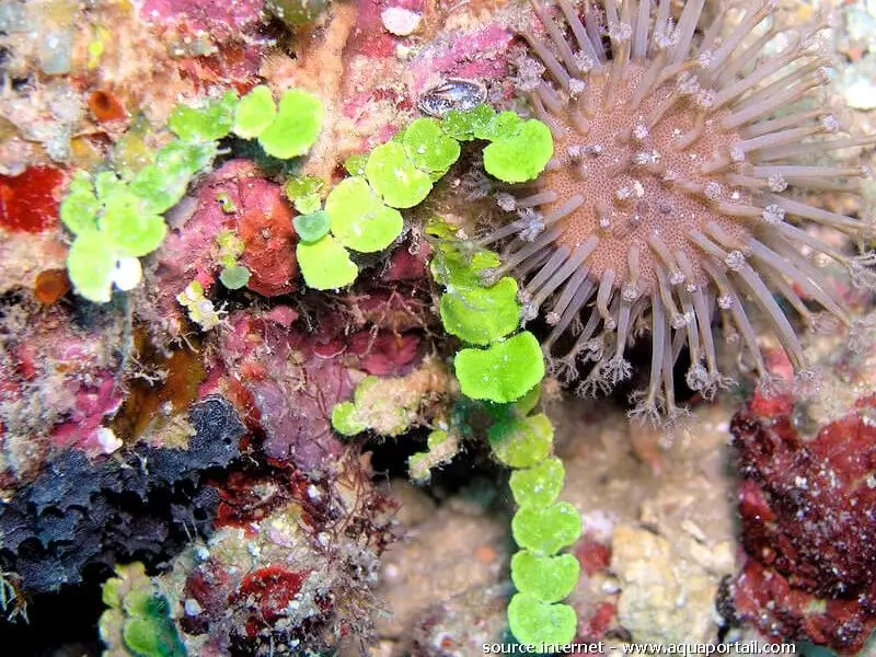 Halimeda discoidea