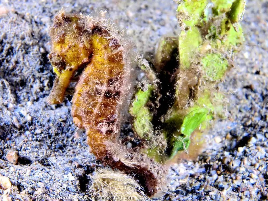 Hippocampus kuda