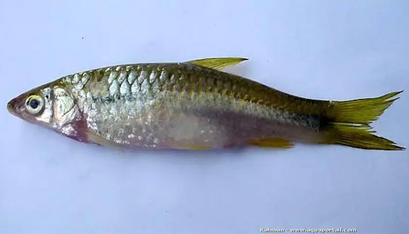 Megarasbora elanga