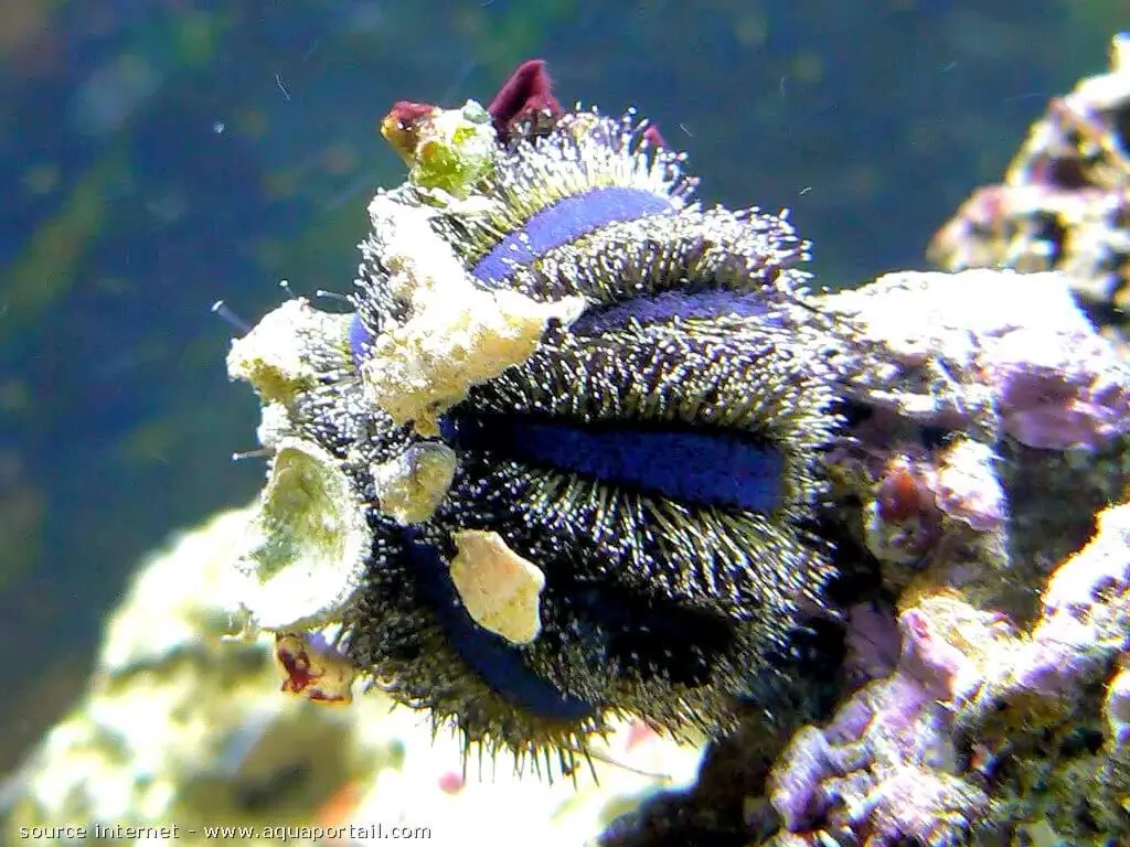 Mespilia globulus