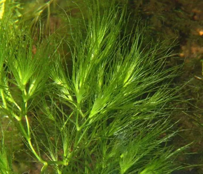 Najas indica