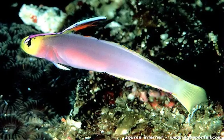 Nemateleotris helfrichi