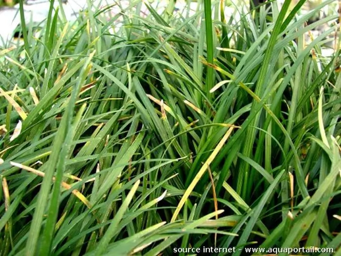 Ophiopogon japonicus var. Dwarf Lilyturf