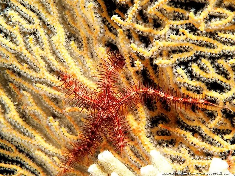 Ophiothrix purpurea