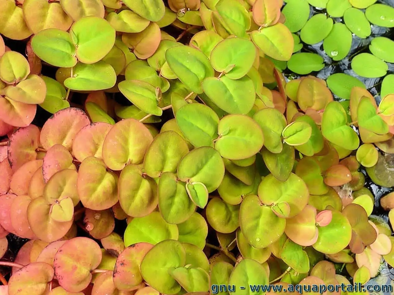 Phyllanthus fluitans