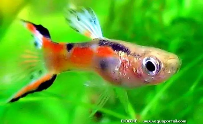 http://www.aquaportail.com/aquabdd/photos/poecilia-wingei.jpg