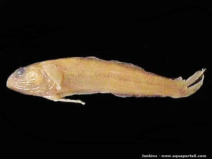 Quietula y-cauda
