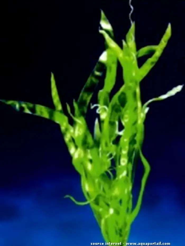Vallisneria rubra var. Curly